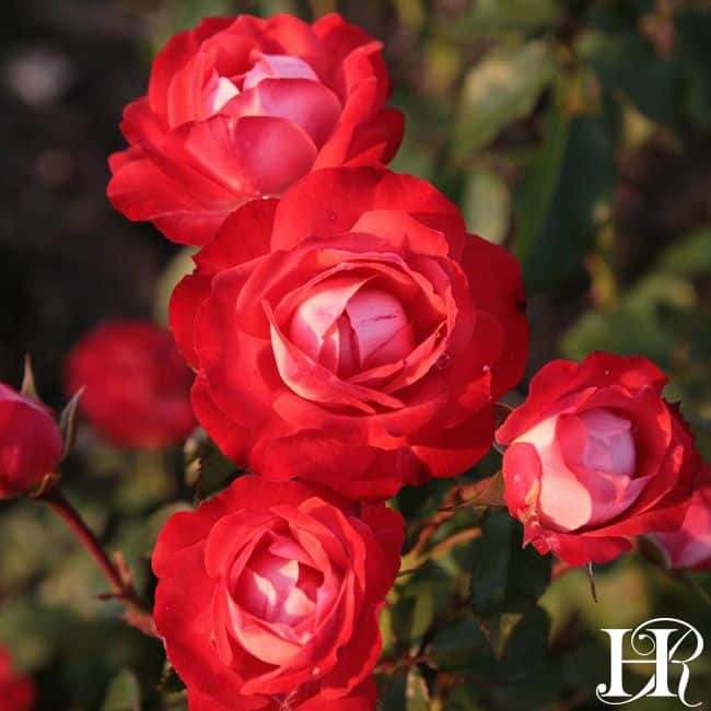 close up of beautiful orange/red mandarin ice rose flowers