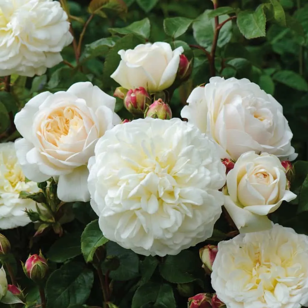 Close up of the beautiful white flowers of the tranquillity rose by david austin roses.