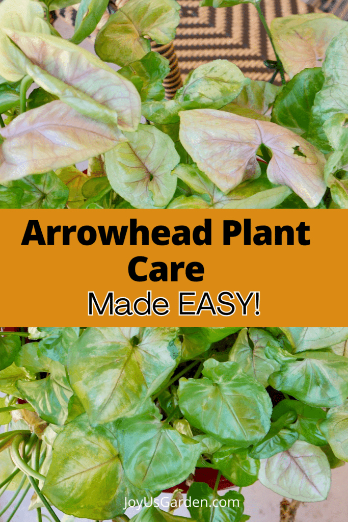 SYNGONIUM ARROWHEAD PLANT CARE GUIDE WATERING REPOTTING LIGHT visual data 4