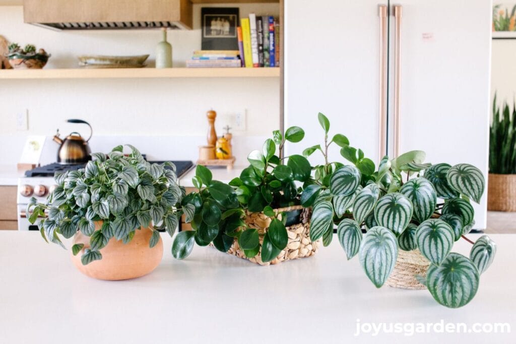 A Silver Ripple Peperomia, Baby Rubber Plant, & Watermelon Peperomia sit on a kitchen island.