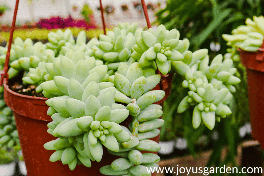 close up of a burro's tail sedum burrito in a hanging pot