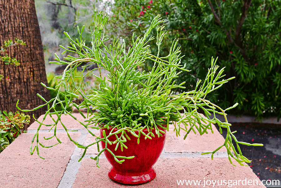 close up of a dancing bones succulent in a glossy red ceramic pot