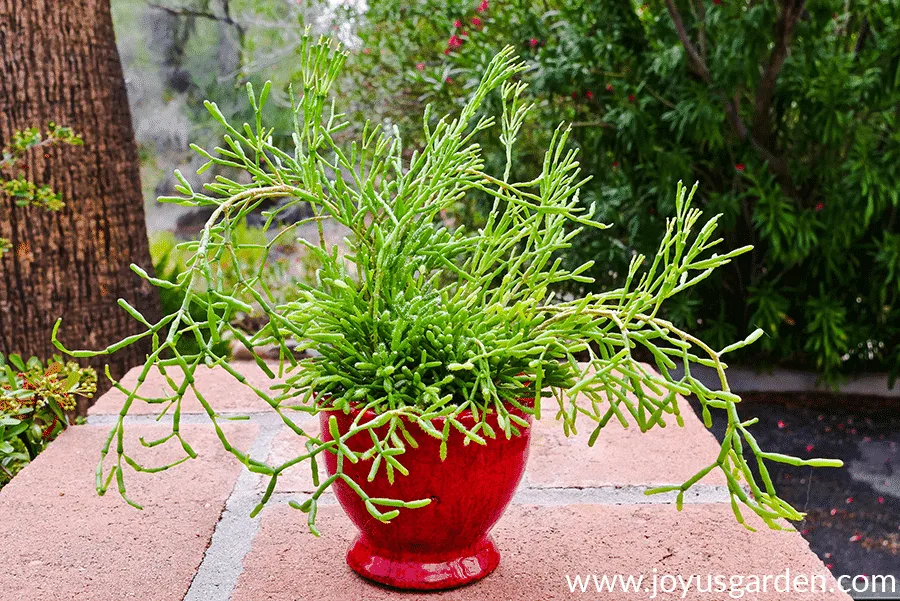 close up of a dancing bones succulent in a glossy red ceramic pot