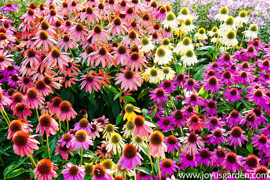 echinacea, cone flowers, in bloom in shades of pink, yellow, and purple