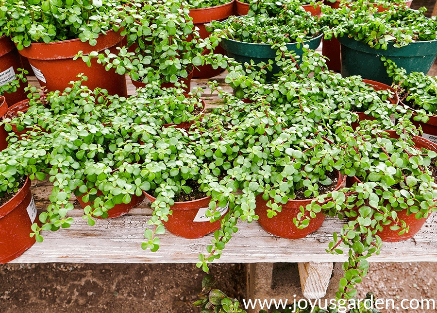 green elephant's food succulents sit on a table in a greenhouse