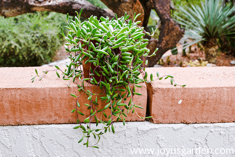 a ruby necklace succulent with trails sits on a wall