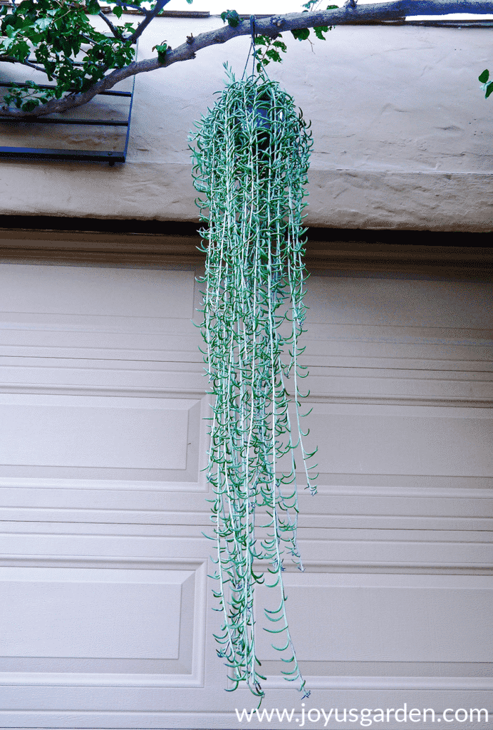 a string of fishhooks succulent with very long trails hangs in front of a garage