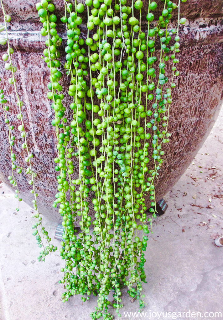 a string of pearls succulent with long trails grows out of a ceramic pot