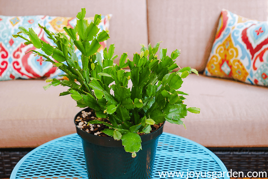 close up of a christmas thanksgiving cactus in a green grow pot