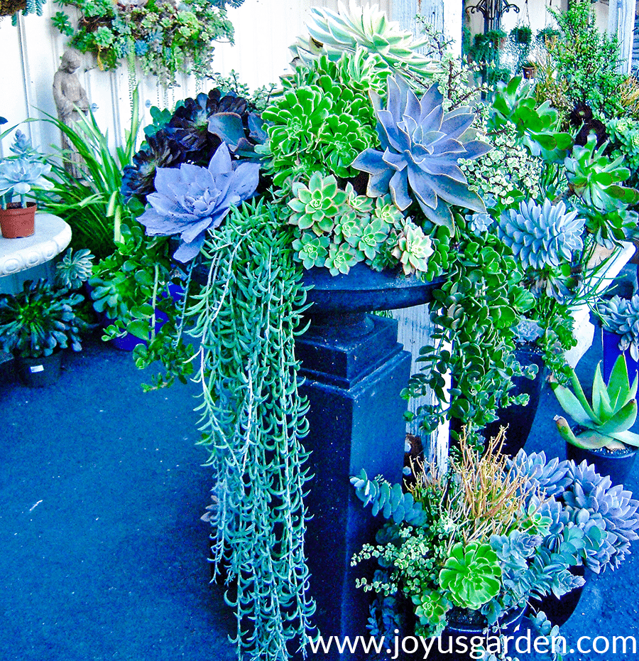 a raised urn with a beautiful mixed succulent garden with trailing succulents all around