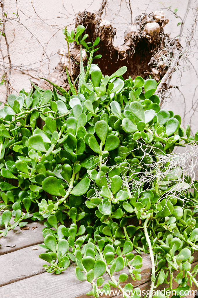 a trailing hanging jade succulent grow out of a palm debris planter