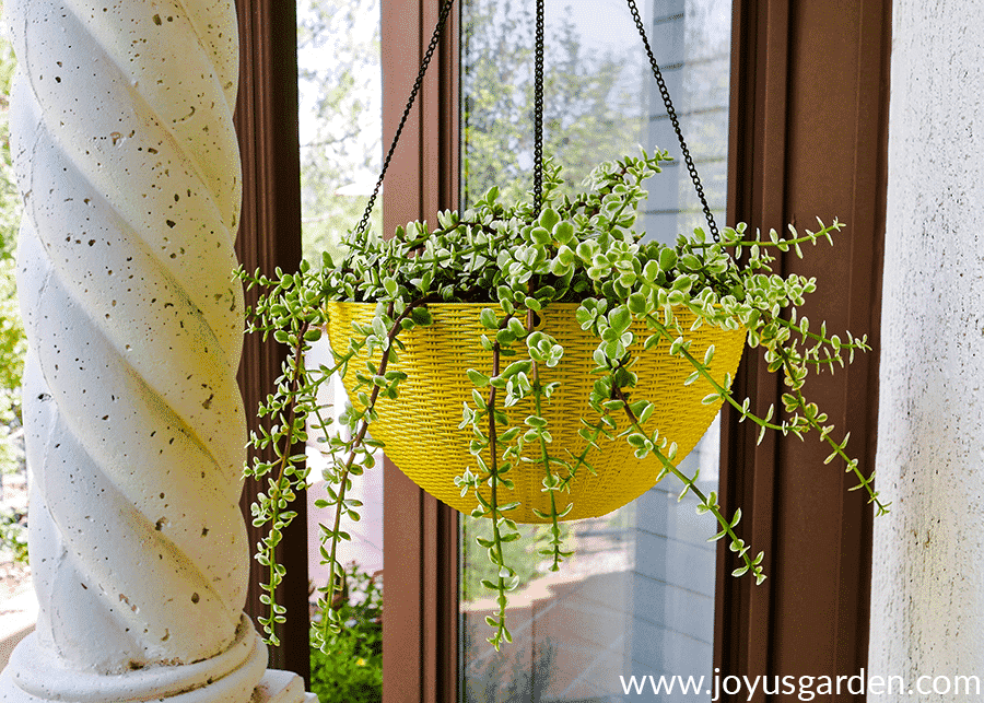 a variegated elephant's food succulent grows in a yellow hanging pot