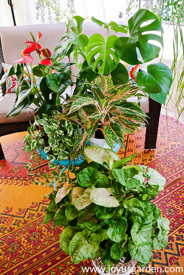 an anthurium in bloom monstera bright lights pothos 'njoy agalonema & arrowhead plant sit on a table on a patio