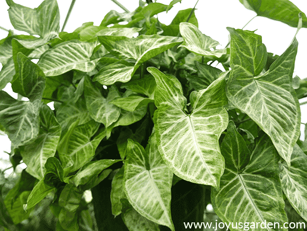 close of of an arrowhead plant syngonium podophyllum in a greenhouse