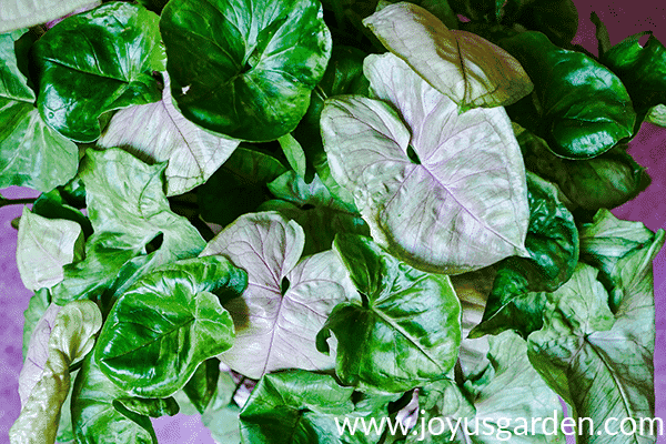 close up of the beautiful green & pink foliage of an arrowhead plant syngonium bold allusion