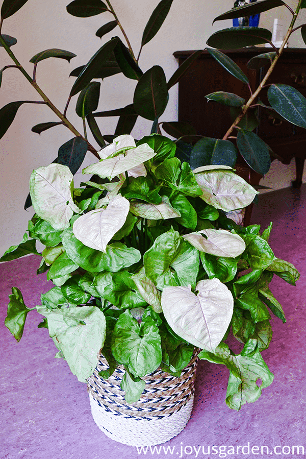 an arrowhead plant bold allusion sits on the floor in front of a rubber tree