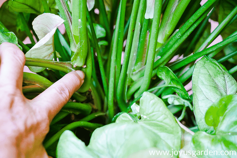 a finger points to roots appearing from a node of an arrowhead plant