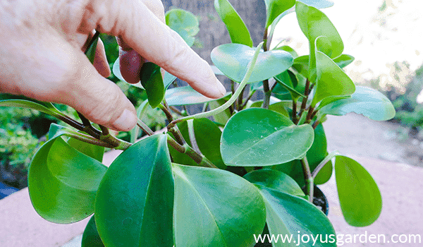 a finger points to the flower of a baby rubber plant peperomia