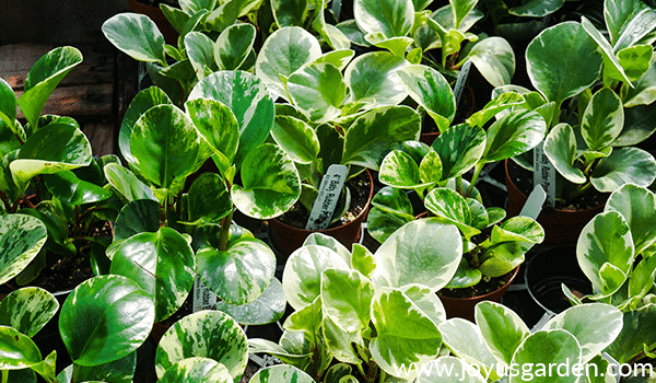 variegated baby rubber plants peperomias grow in a greenhouse