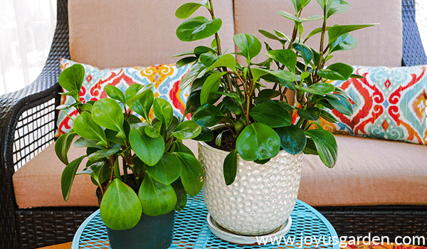 2 baby rubber plant peperomias sit on a patio table