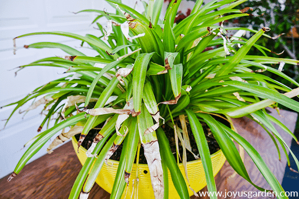 close up view of a stressed spider plant with brown tips & dead leaves