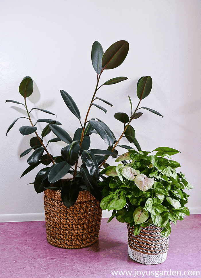 a large rubber plant in a basket grows next to an arrowhead plant in a basket