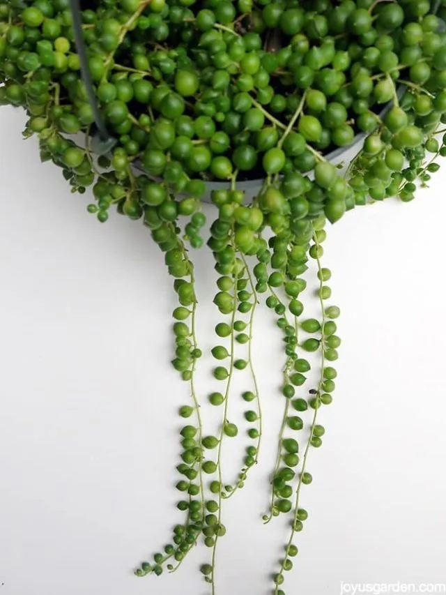 Growing String Of Pearls Indoors