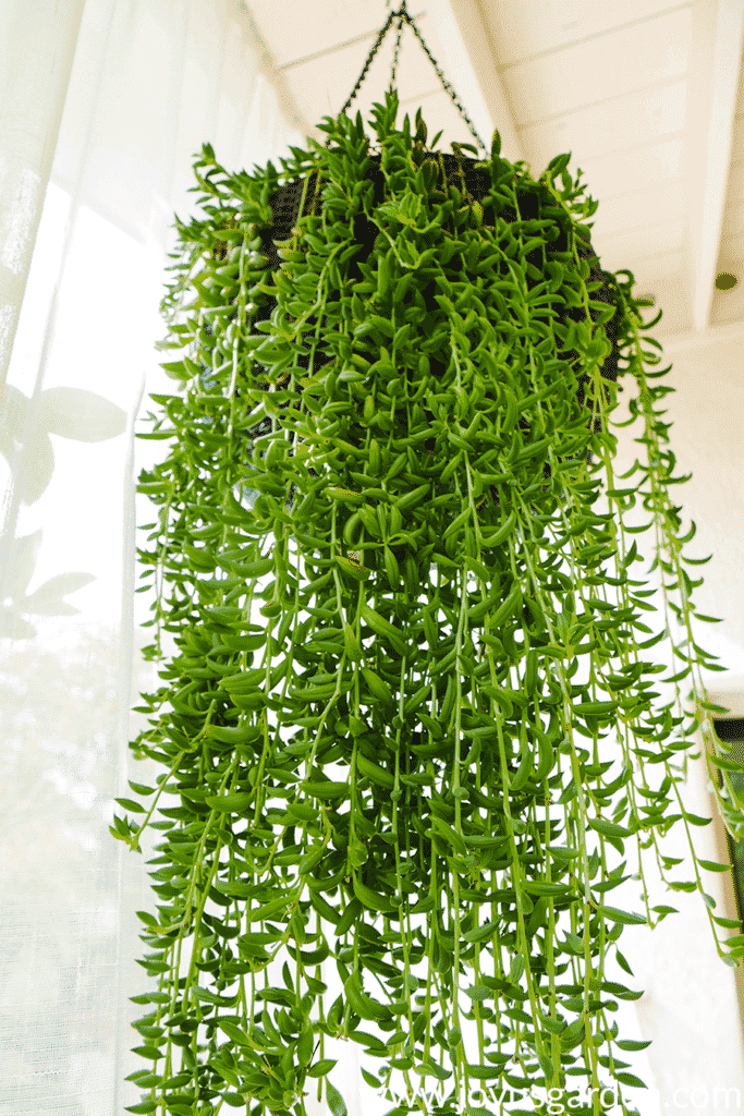 looking up at a string of bananas succulent with long trails