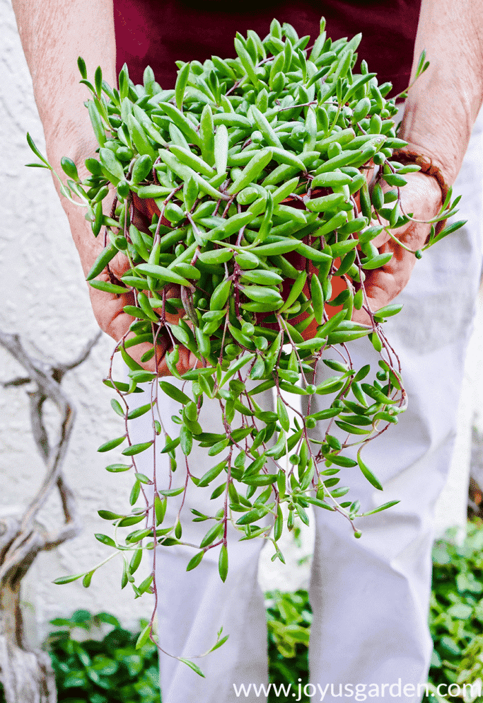 7 Popular Hanging Succulents To Love Joy Us Garden