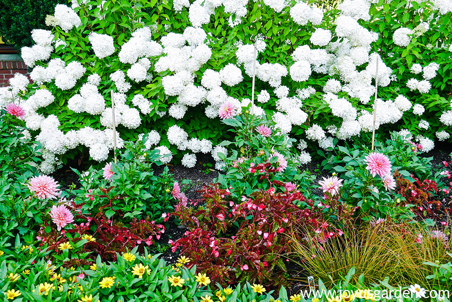 a flower garden with yellow classic zinnias deep pink begonias pink dahlias & white hydrangeas