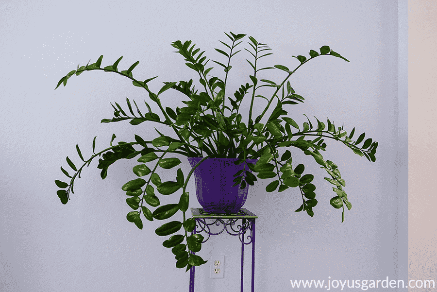 a large zz plant in a purple pot sits on a plant stand