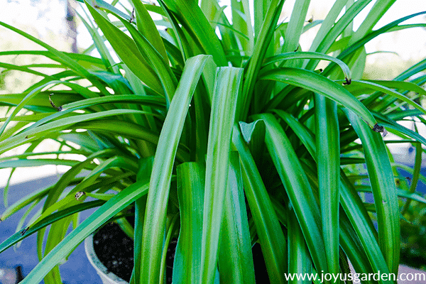 close up of a healthy green spider plant