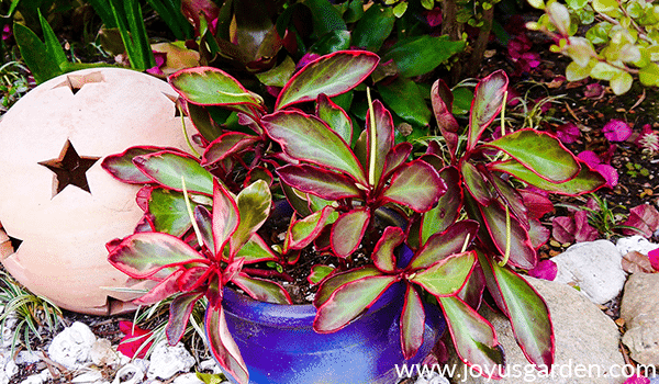 a red edge or jelly peperomia grows in a pot in a garden