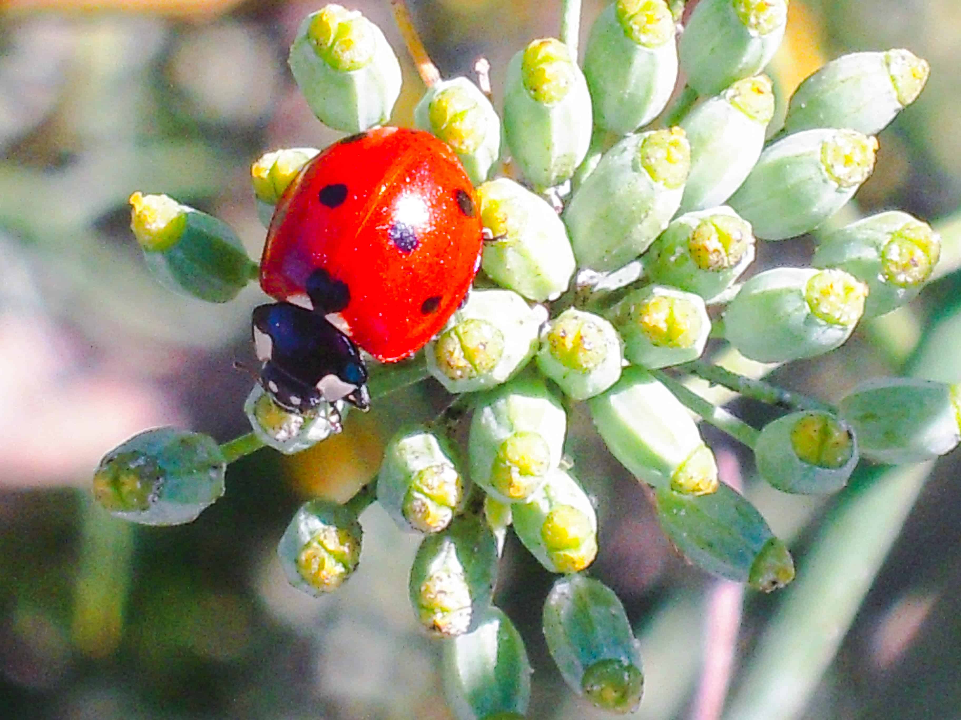 close up of a ladybug on an anise plant