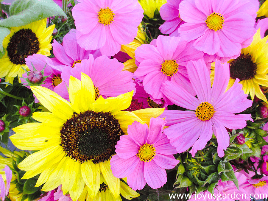 close up of a bouquet of yellow sunflowers & pink cosmos