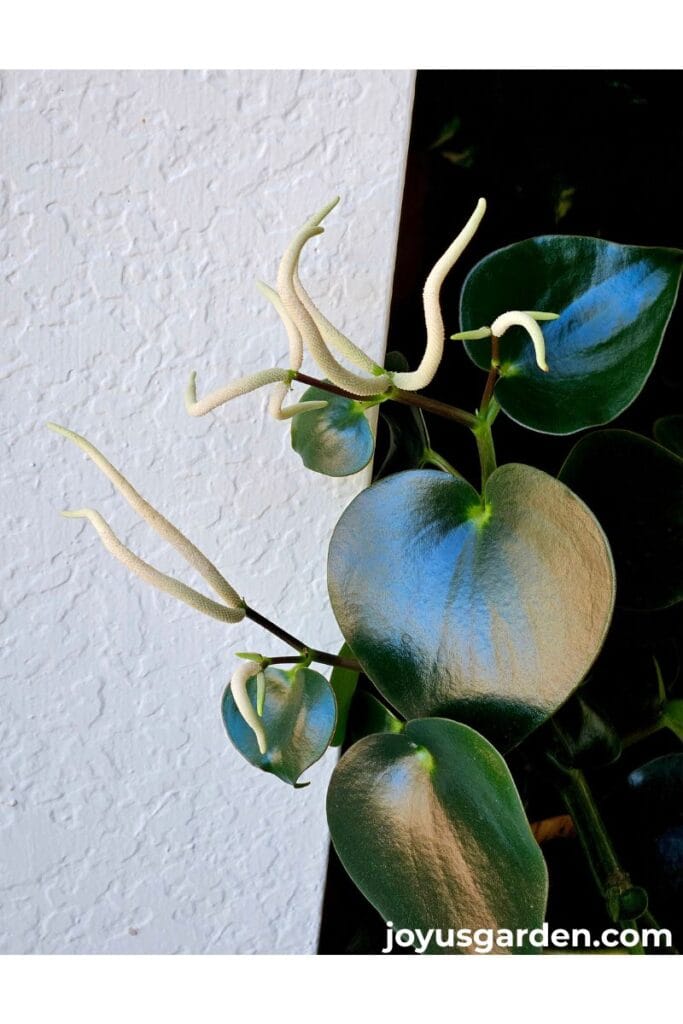 Close up of the curious looking ivory flower of a raindrop peperomia.