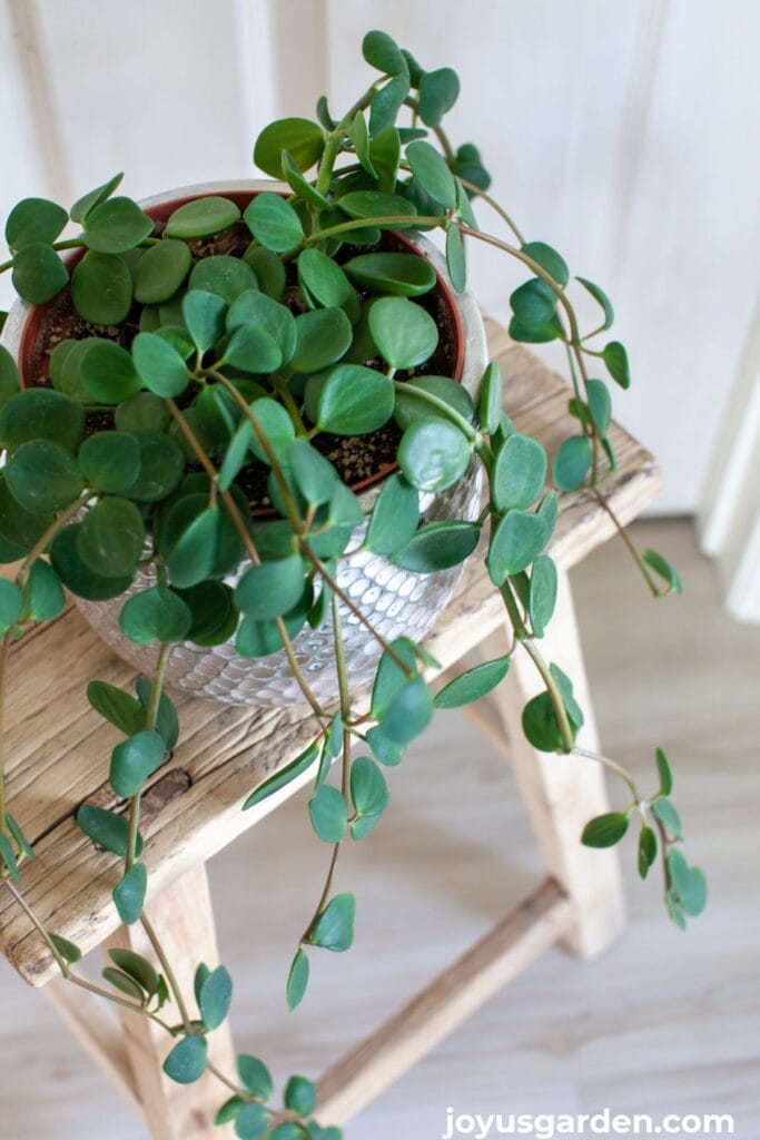 Looking down on a trailing peperomia hope in a white ceramic pot.