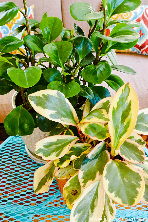 2 peperomias, 1 solid green & 1 variegated, sit on a patio table