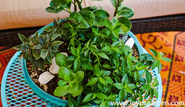 a variety of peperomia houseplants grow in a dish garden