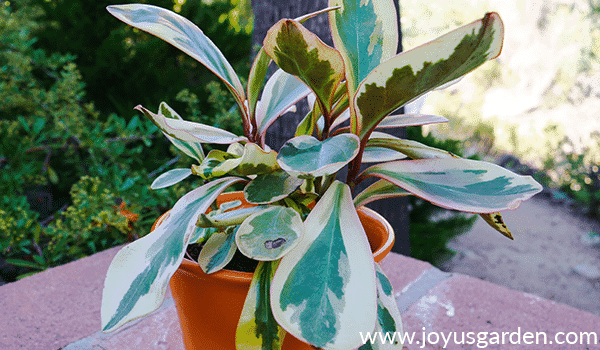 a rainbow peperomia with variegated foliage grows in a yellow/orange pot