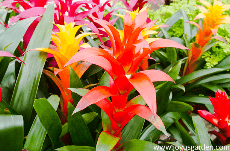 Reasons Why Indoor Plants Make You Feel Good Joy Us Garden