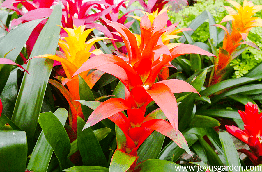 close up of orange red & yellow guzmania bromeliad flowers