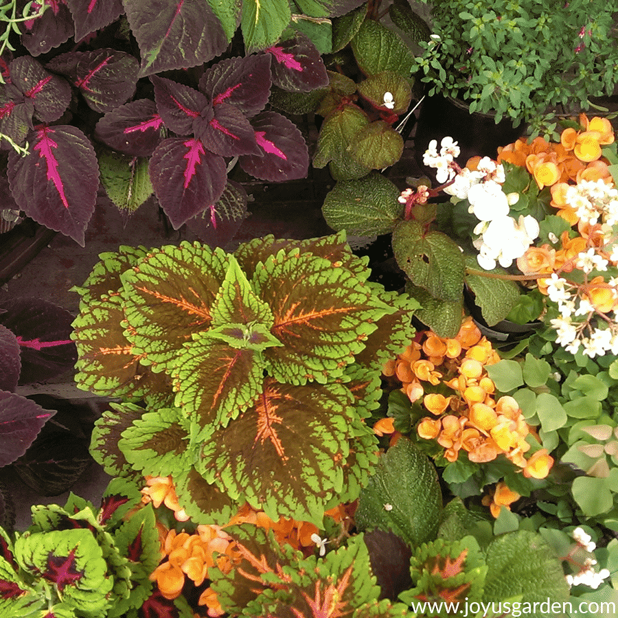 close up of a shade garden with different colors of coleus & begonias