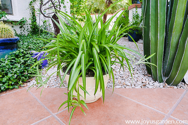 a healthy green spider plant in a light yellow pot sits outdoors on a walkway