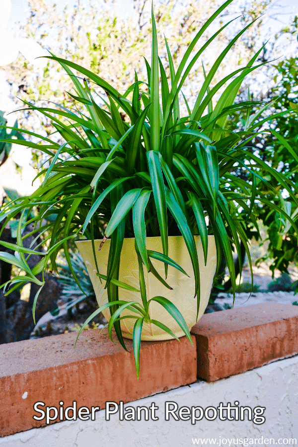 a green spider plant in a yellow pot sits on a wall outdoors