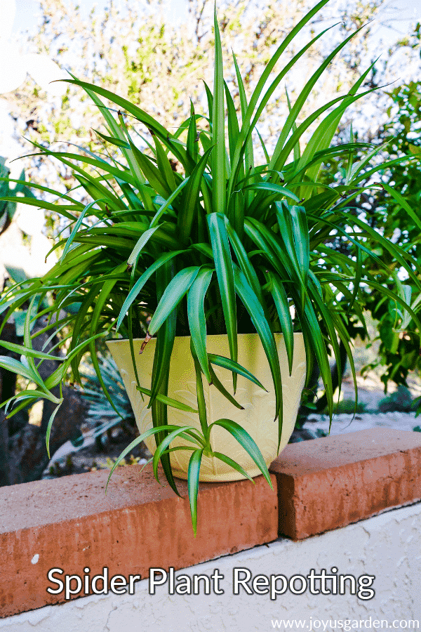Red Spider Lily Everything You Should Know Before Planting 47 OFF