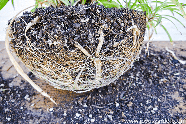 the exposed root ball of a spider plant