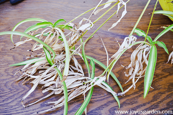 close up of spider plant babies with lots of dead leaves