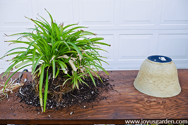 a green spider plant with its rootball exposed sits next to a decorative container on a potting table