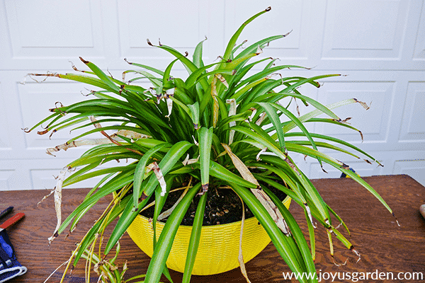 a partially green spider plant with lots of dead leaves sits on a potting table